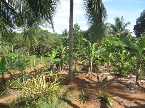 Bare land with the Ocean view