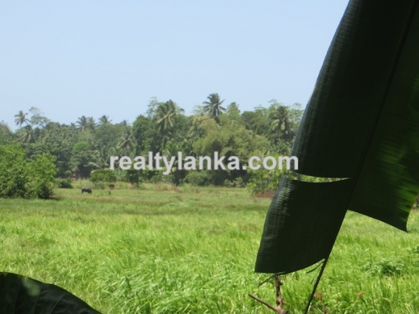 Paddy Front Property