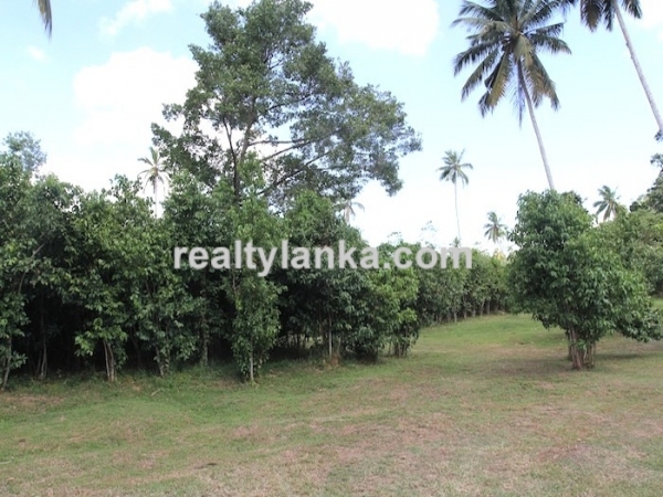 Secluded Villa in midst of a cinnamon Plantation