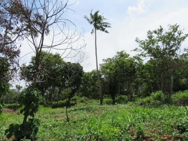 Beachfront property with panoromic view