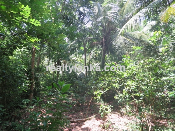 170 Perches Land In Midigama