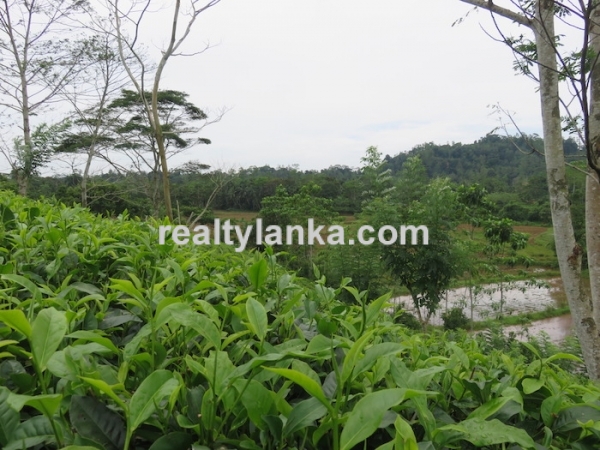 5 Acres Tea Estate Overlooking Paddy