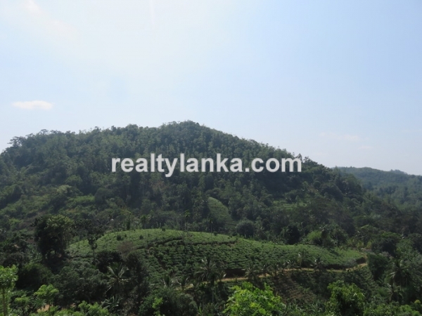 Tea Estate In Iduruwa