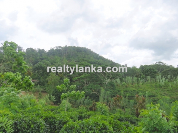 Tea Plantation In Waduraba