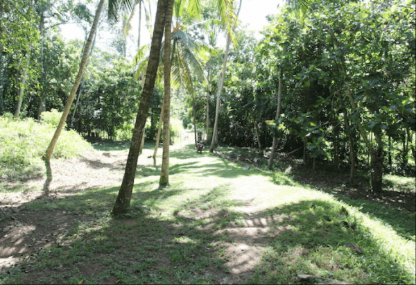 Property With A Paddy View