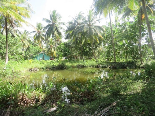 Lush Bareland In  Galduwa