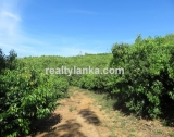 100 Acres Mix Plantation BI 73